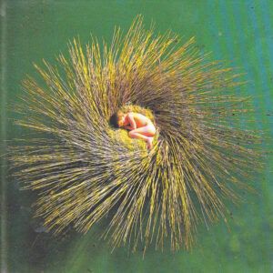 Peter Gabriel - OVO-0