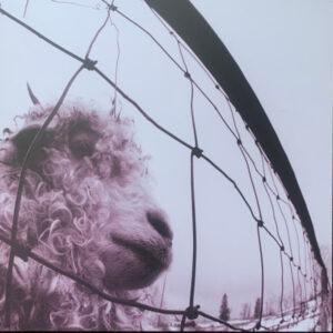 Pearl Jam - Vs.-0