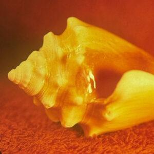 Allah-Las-0